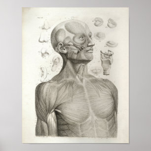 Poster Antique Médicale Imprimer Muscles Tête Cou