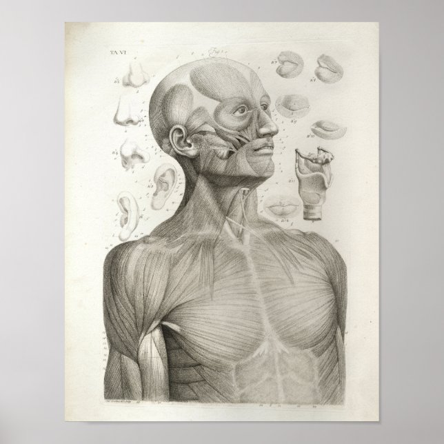 Poster Antique Médicale Imprimer Muscles Tête Cou (Devant)