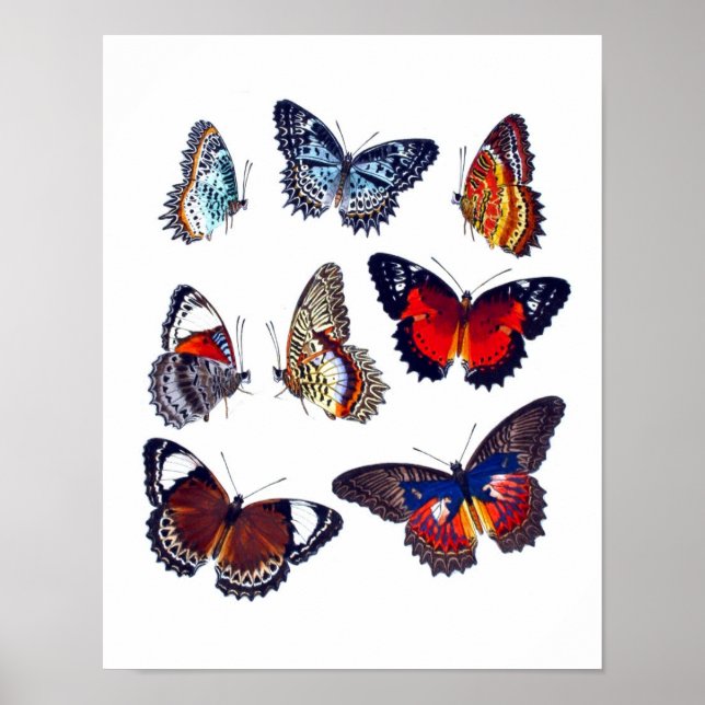 Poster Antique papillon Histoire naturelle Art Imprimer n (Devant)