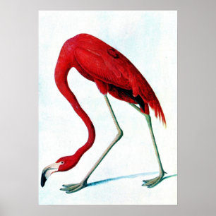Poster Antique plaque American rouge flamingo Audubon