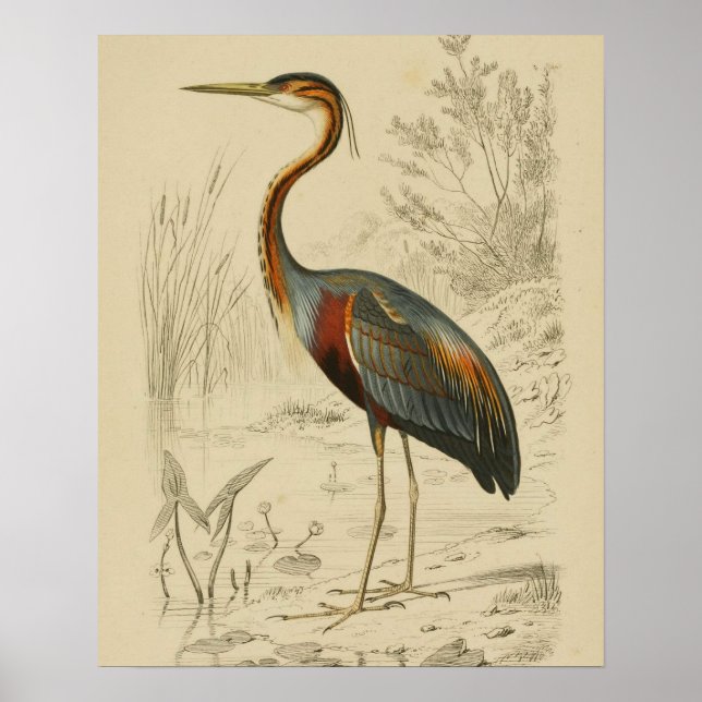 Poster Antique Purple Heron Travers Edouard Imprimer (Devant)