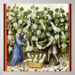 POSTER ANTIQUE SQUASH HARVEST