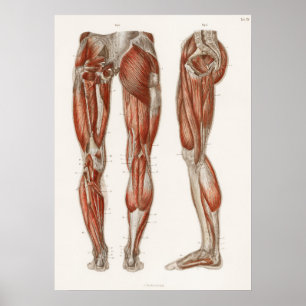 Poster Antique Vintage Anatomie Médicale