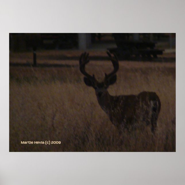 Poster Antlers de cerfs (Devant)