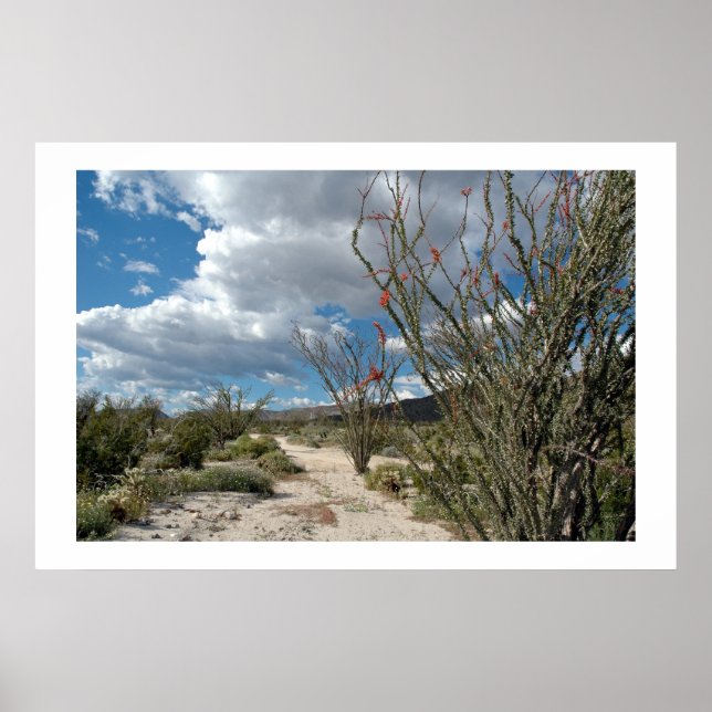 Poster Anza Borrego - la fleur (Devant)