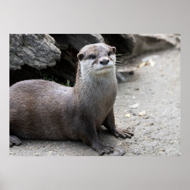 Poster Aonyx cinerea (Devant)
