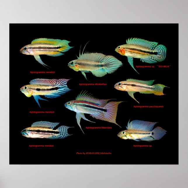 Poster Apistogrammaの 間 の ポ タ 仲  (Devant)