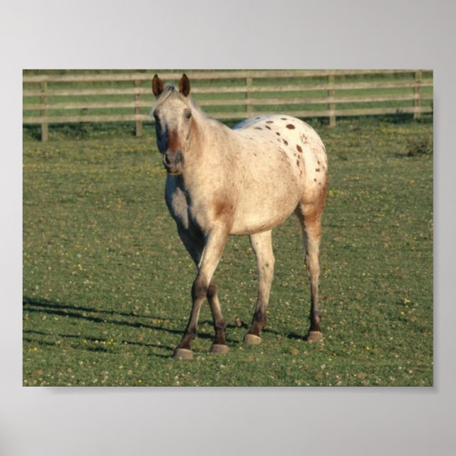 Poster Appaloosa à pied (Devant)