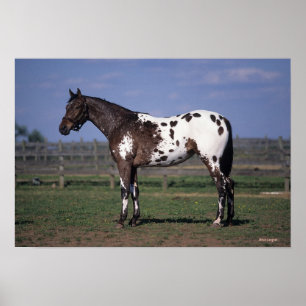 Poster Appaloosa Cheval debout