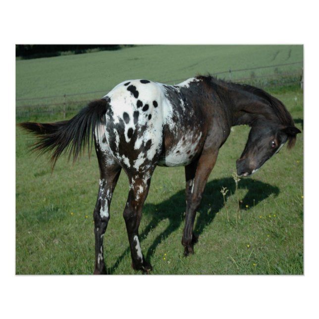 Poster Appaloosa Horse (Devant)