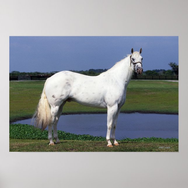 Poster Appaloosa Horse (Devant)