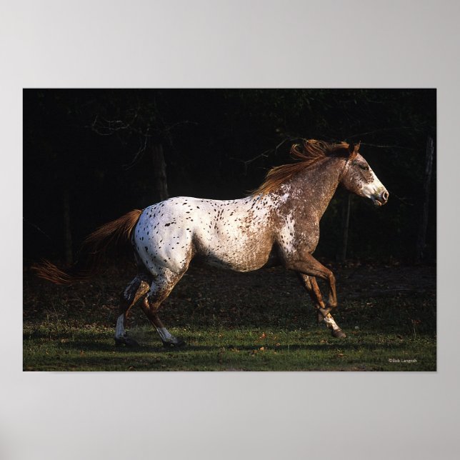 Poster Appaloosa Horse Running 4 (Devant)