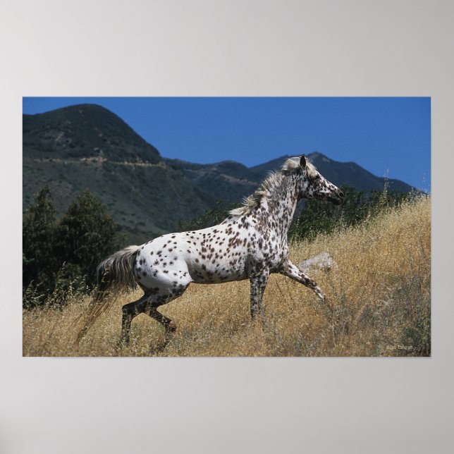 Poster Appaloosa Horse Running up Mountain (Devant)