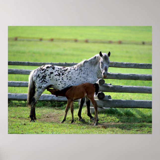 Poster Appaloosa Mare et Cheval de Colt (Devant)