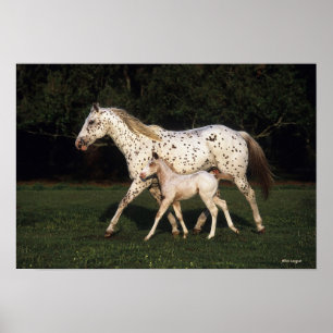 Poster Appaloosa Mare et Foie en champ