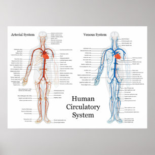 Poster Appareil circulatoire humain des artères et des