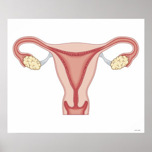 Poster Appareil génital féminin