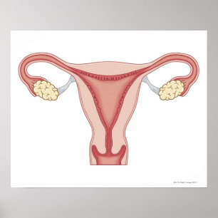 Poster Appareil génital féminin 2