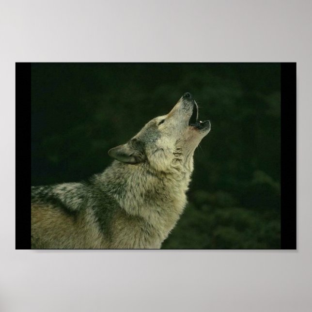 Poster Appel du pack (Devant)