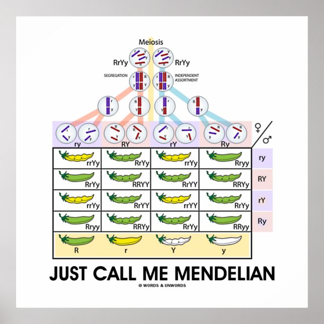 Poster Appelez-Moi Mendelian (Carré de Punnett) (Devant)