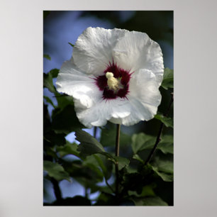 Poster Apple Bloom