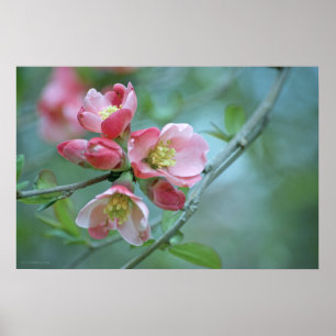 Poster Apple Blossom #P0356