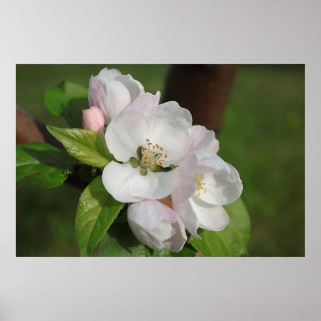 Poster Apple Blossom Print 2 (Devant)