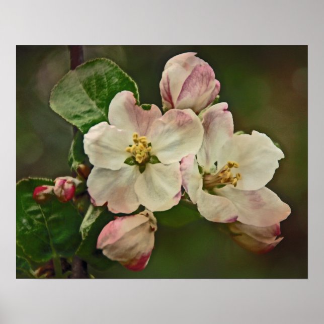Poster Apple Blossom Time (Devant)