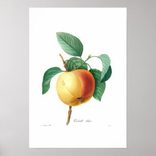 Poster Apple 'Calville blanc'