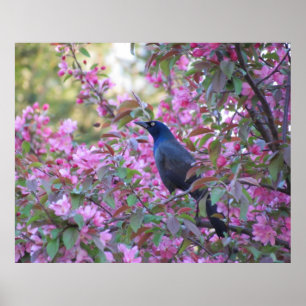 Poster Apple fleurissent Grackle