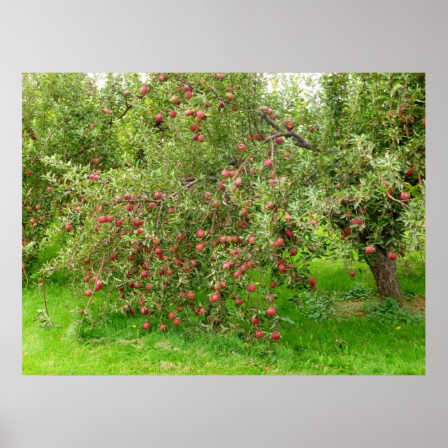Poster Apple Orchard (Devant)
