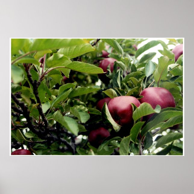 Poster Apple Tree l (Devant)