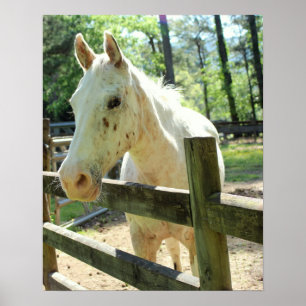Poster Appy the Horse
