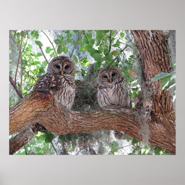 Poster Après-midi Repos (Devant)