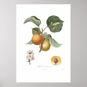 Poster Apricot commun