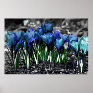 Poster Aqua Blue Crocus Blooms