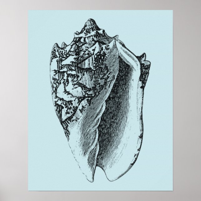 Poster Aqua Conch Shell (Devant)