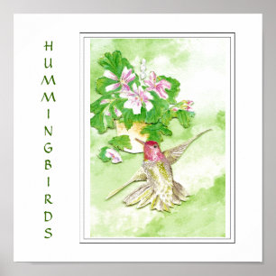 Poster Aquarelle Anna's Hummingbird -Bird Print