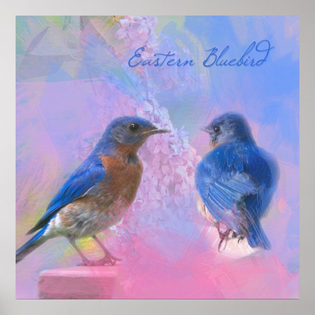 Poster Aquarelle Bluebirds de l'Est (Devant)