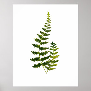 Poster Aquarelle botanique Feuille verte de Ferne Nature