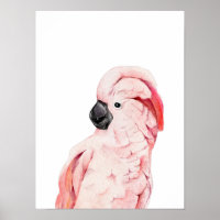 Aquarelle Cockatoo rose Moluccan
