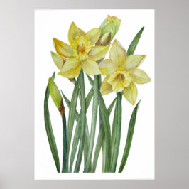 Poster Aquarelle Daffodiles Jaunes Illustration botanique