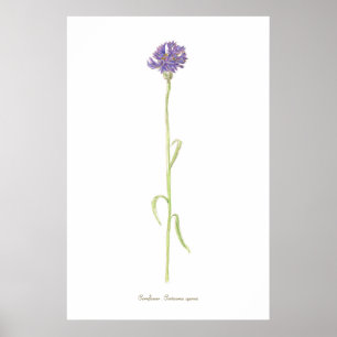 Poster Aquarelle de Cornflower