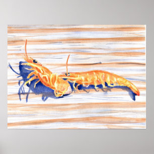 Poster Aquarelle de crevettes sur un quai, appât de pêche