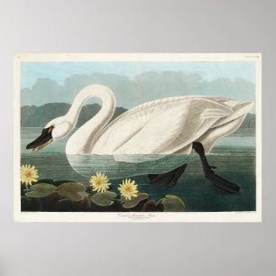 Poster Aquarelle de cygne blanc