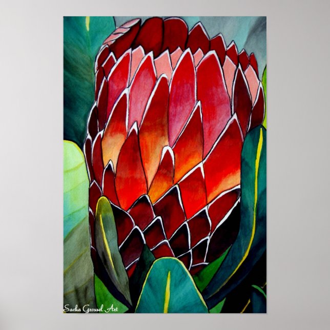 Poster Aquarelle de fleur de Protea peinture art original (Devant)