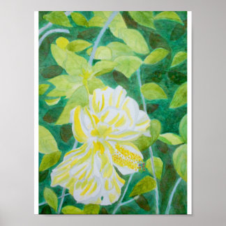 Poster Aquarelle de fleur d'hibiscus blanc double