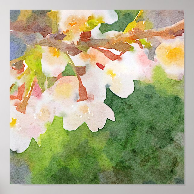 Poster Aquarelle de fleurs de cerises Sakura Printemps (Devant)