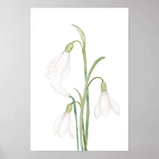 Poster aquarelle de fleurs de neige angélique (Devant)