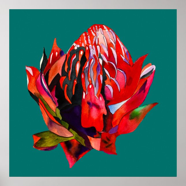 Poster Aquarelle de fleurs indigènes de Waratah (Devant)